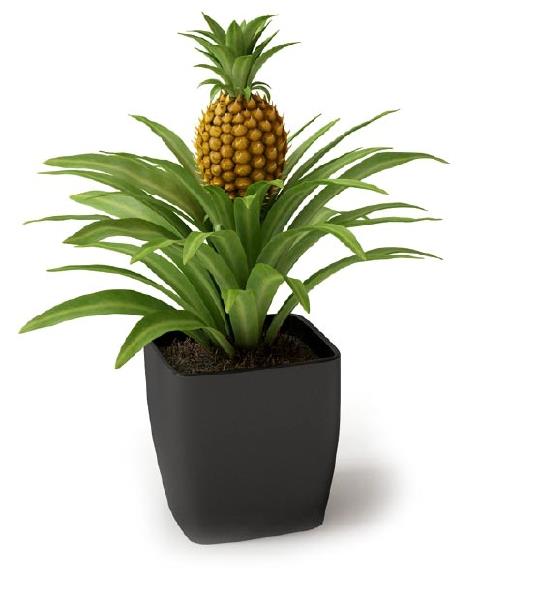 مدل سه بعدی آناناس - دانلود مدل سه بعدی آناناس - آبجکت سه بعدی آناناس - دانلود مدل سه بعدی fbx - دانلود مدل سه بعدی obj -Pineapple 3d model free download  - Pineapple 3d Object - Pineapple OBJ 3d models - Pineapple FBX 3d Models - 